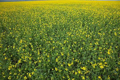 太空沙盒探险游戏《ASTRONEER》NS＆PS4实体版数字版均正式发布